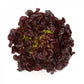 Red Oak Leaf Lettuce Seeds – Pelleted (50 pcs)