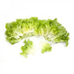 Green Oak Leaf Lettuce Seeds – Pelleted (50 pcs)