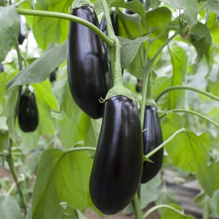 Aubergine SHARAPOVA F1 Saatgut – 1.000 Samen