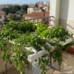 Jardin horizontal 60 plantes – pack