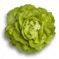 Green Butterhead Lettuce ALMAGRO Seeds – 5,000 seeds