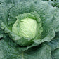 Savoy Cabbage ESTREMA F1 Seeds – 2,500 seeds