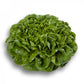 Lattuga Cappuccia Verde PASCAL – 5.000 semi