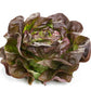 Red Butterhead Lettuce Seeds – Pelleted (50 pcs)