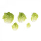 Green Butterhead Lettuce BASILIO Seeds – 5,000 seeds