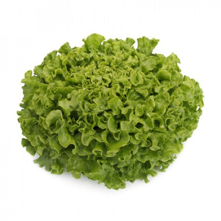 Grüner Batavia-Salat ALISION Saatgut – 5.000 Samen