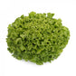 Laitue Batavia Verte ALISION – 5 000 graines