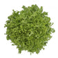 Endive BERLINAL Seeds – 5,000 seeds