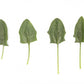 Spinach SHRIKE F1 Seeds – 100,000 seeds