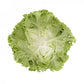 Laitue Batavia Verte ALISION – 5 000 graines