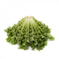 Endive MONACO Seeds – 5,000 seeds