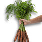 Carota JERADA F1 – 100.000 semi