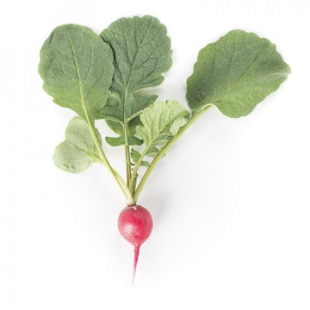 Radieschen RONDEEL F1 Saatgut – 250 g