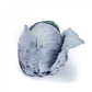 Red Cabbage REDMA F1 Seeds – 2,500 seeds