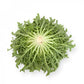Endive GALANTI Seeds – 5,000 seeds
