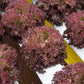 Laitue Lollo Rossa CONCORDE – 5 000 graines