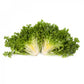 Endive MONACO Seeds – 5,000 seeds