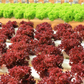 Kit de nutriments pour légumes-feuilles – 1 à 1000 L