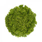 Laitue Batavia Verte ALISION – 5 000 graines