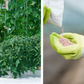 Nutrient Kit for Fruiting Plants – Vegetative Stage – 1 to 1000 L