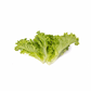 Laitue Batavia Verte AFICION – 5 000 graines