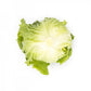 Laitue Iceberg QUINCENAS – 5 000 graines
