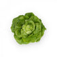 Grüner Kopfsalat Saatgut – pilliert (50 Stk.)
