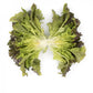 Red Batavia Lettuce CLARINSKI Seeds – 5,000 seeds