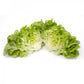 Green Oak Leaf Lettuce Seeds – Pelleted (50 pcs)