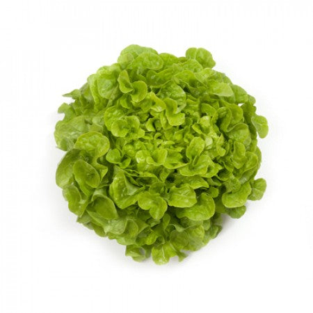Grüner Eichblattsalat Saatgut – pilliert (50 Stk.)