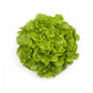 Green Oak Leaf Lettuce Seeds – Pelleted (50 pcs)