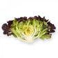 Red Oak Leaf Lettuce Seeds – Pelleted (50 pcs)