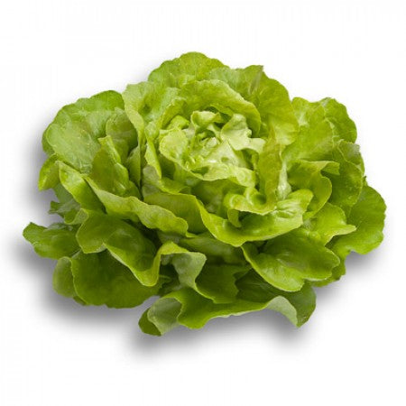 Grüner Kopfsalat ALMAGRO Saatgut – 5.000 Samen