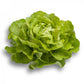 Green Butterhead Lettuce ALMAGRO Seeds – 5,000 seeds