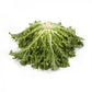 Endive KORBI Seeds – 5,000 seeds