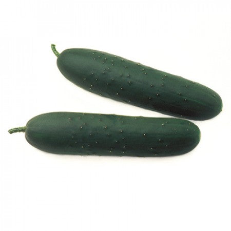 Cucumber ADRIAN F1 Seeds – 1,000 seeds