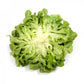 Green Oak Leaf Lettuce Seeds – Pelleted (50 pcs)