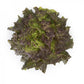 Red Batavia Lettuce CLARINSKI Seeds – 5,000 seeds