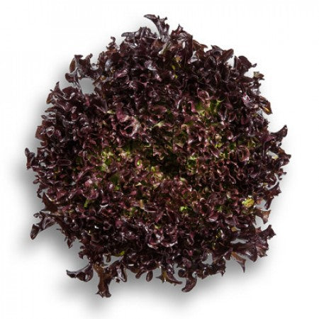 Roter Krauser Salat Saatgut – pilliert (50 Stk.)