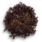 Lattuga Riccia Rossa – semi confettati (50 pz)