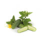 Concombre SURYA F1 – 1 000 graines