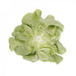 Green Butterhead Lettuce BASILIO Seeds – 5,000 seeds