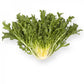 Endive GALANTI Seeds – 5,000 seeds