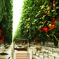 eBook: Hydroponics for Professionals