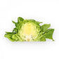 Grüner Kopfsalat Saatgut – pilliert (50 Stk.)