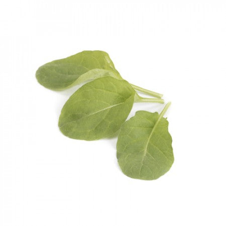 Rucola SPARKLE Saatgut – 1.000.000 Samen