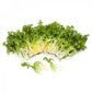 Endive MONACO Seeds – 5,000 seeds