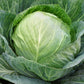 White Cabbage SECOMA F1 Seeds – 2,500 seeds