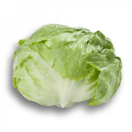 Iceberg Lettuce SALMARINAS Seeds – 5,000 seeds