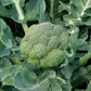 Broccoli AGASSI F1 Seeds – 5,000 seeds